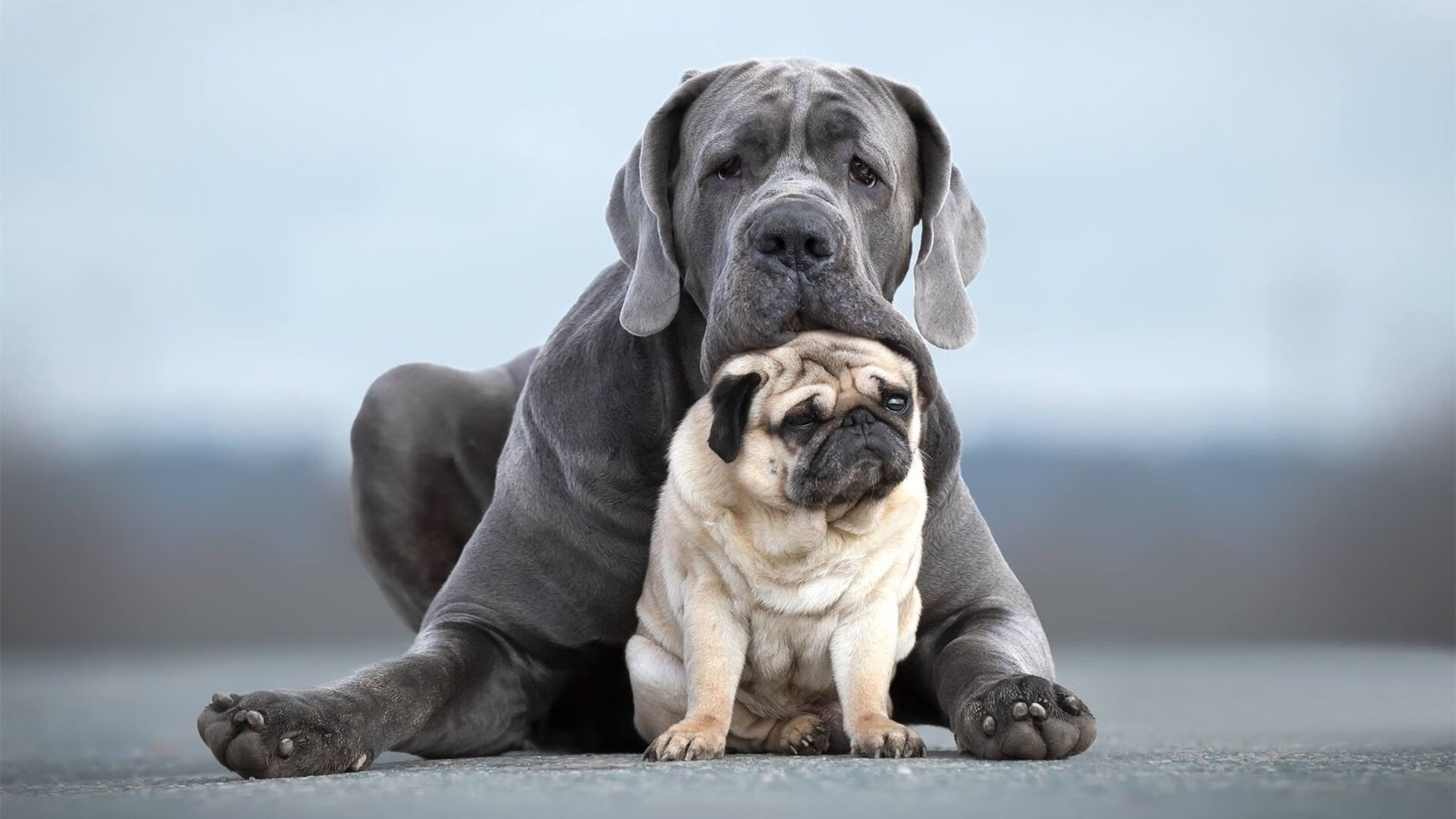 篮网欧洲风格击溃老鹰！范弗利特欧冠决赛MVP致敬库里？当精准统治两大战场